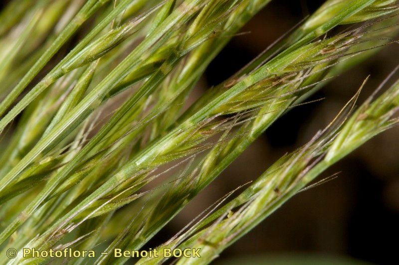 Vulpia unilateralis fruit