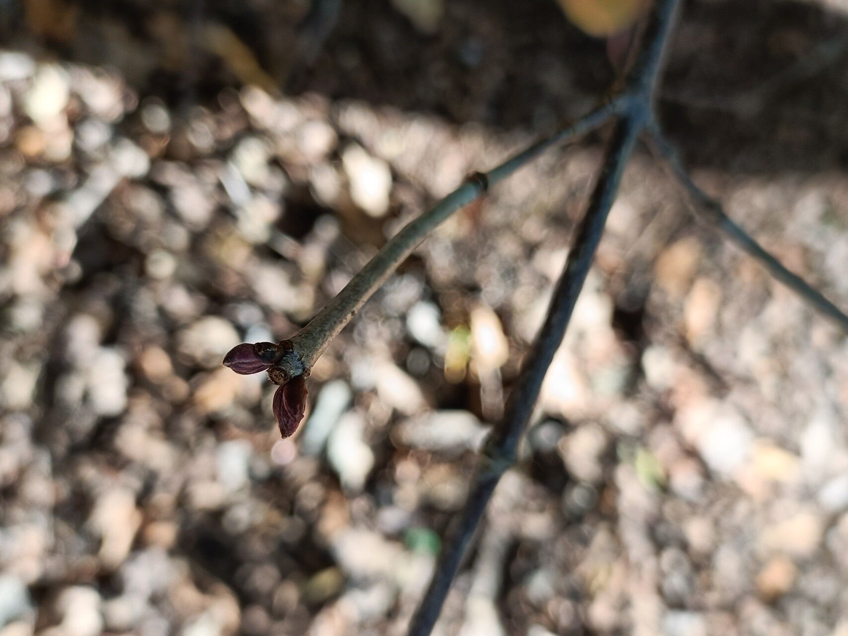 Viburnum phlebotrichum bark