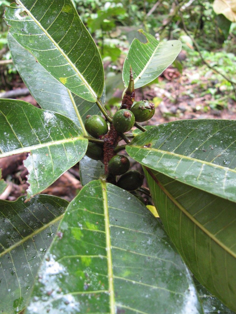 Ficus paraensis other