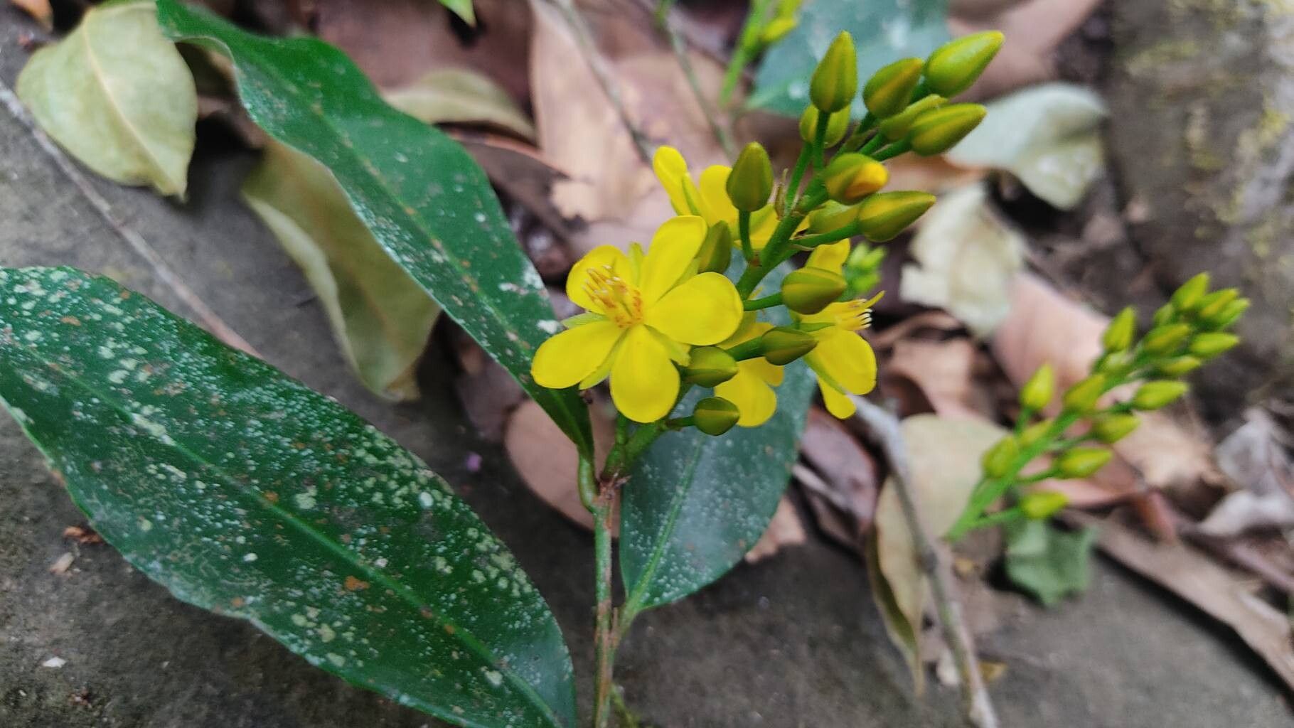 Ouratea lucens flower