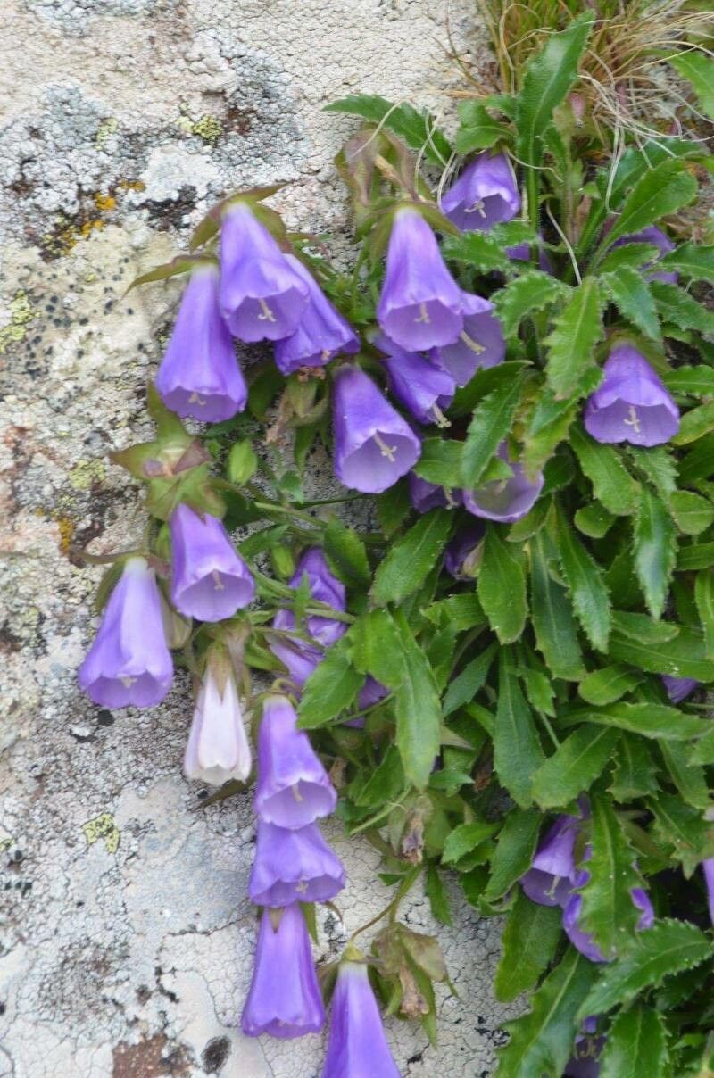 Campanula wanneri flower
