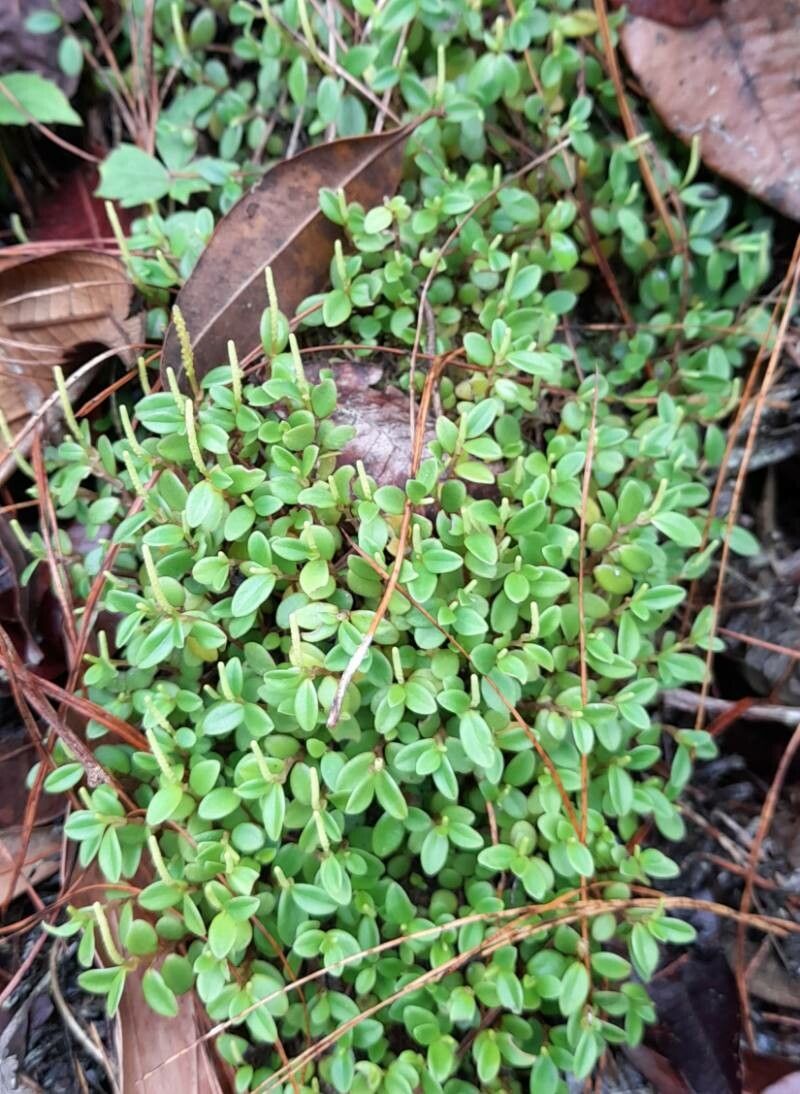 Peperomia cogniauxii habit