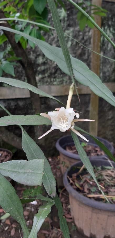 Epiphyllum pumilum flower
