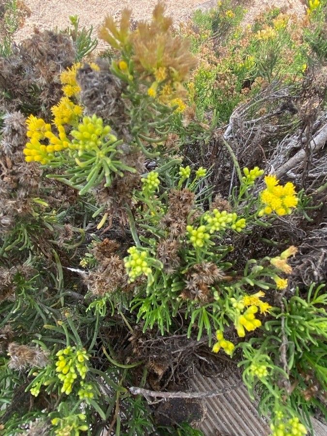 Schizogyne glaberrima flower
