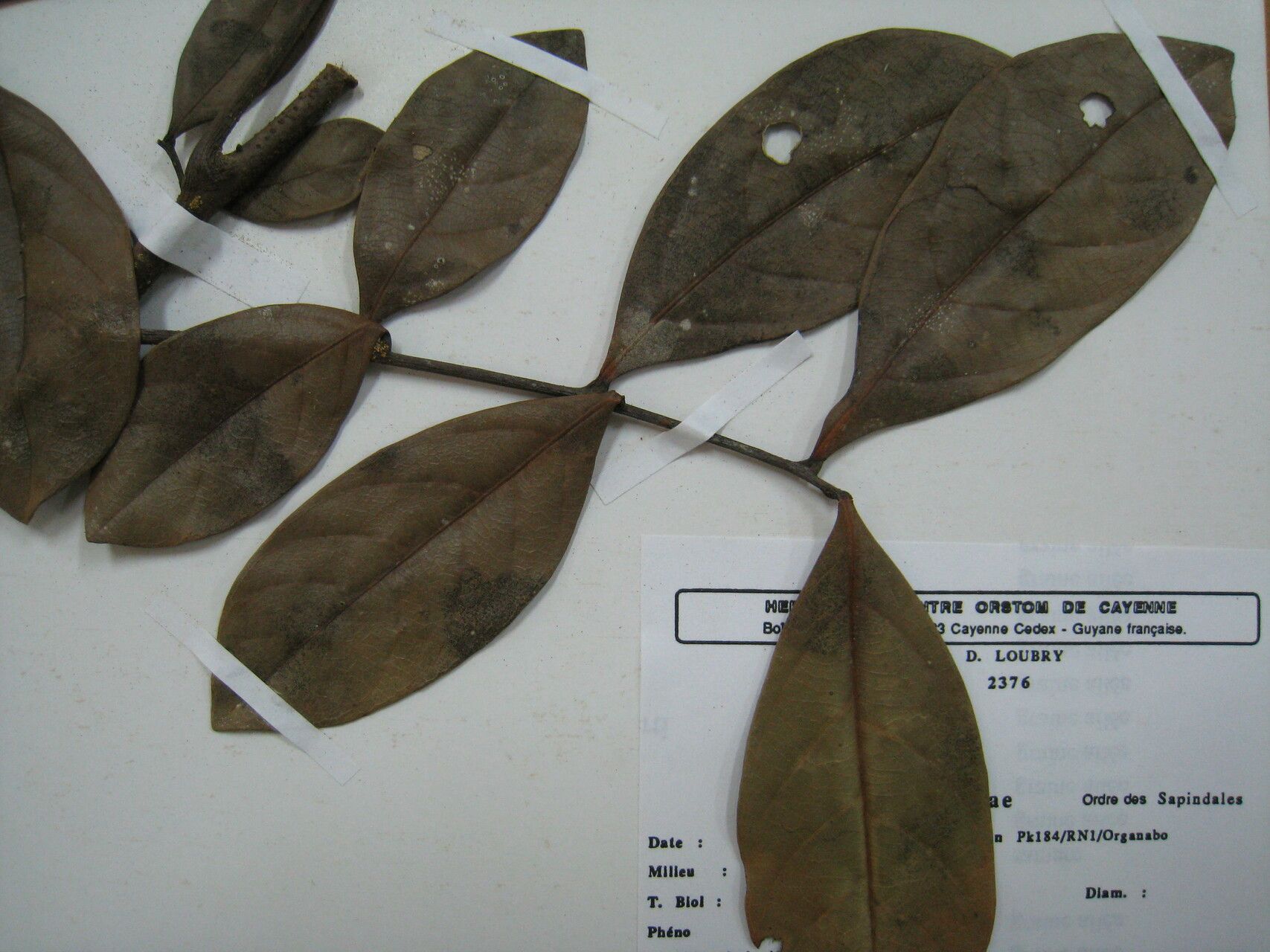 Matayba opaca — houseplant care guide