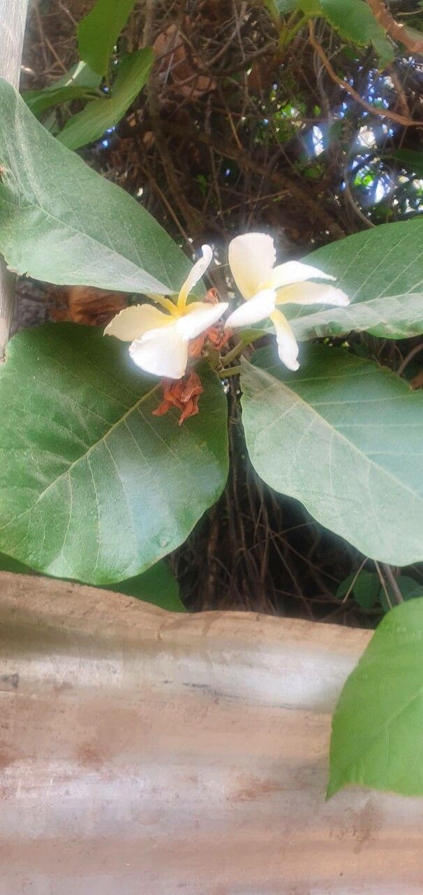 Chonemorpha fragrans — search result for 'Myanmar'