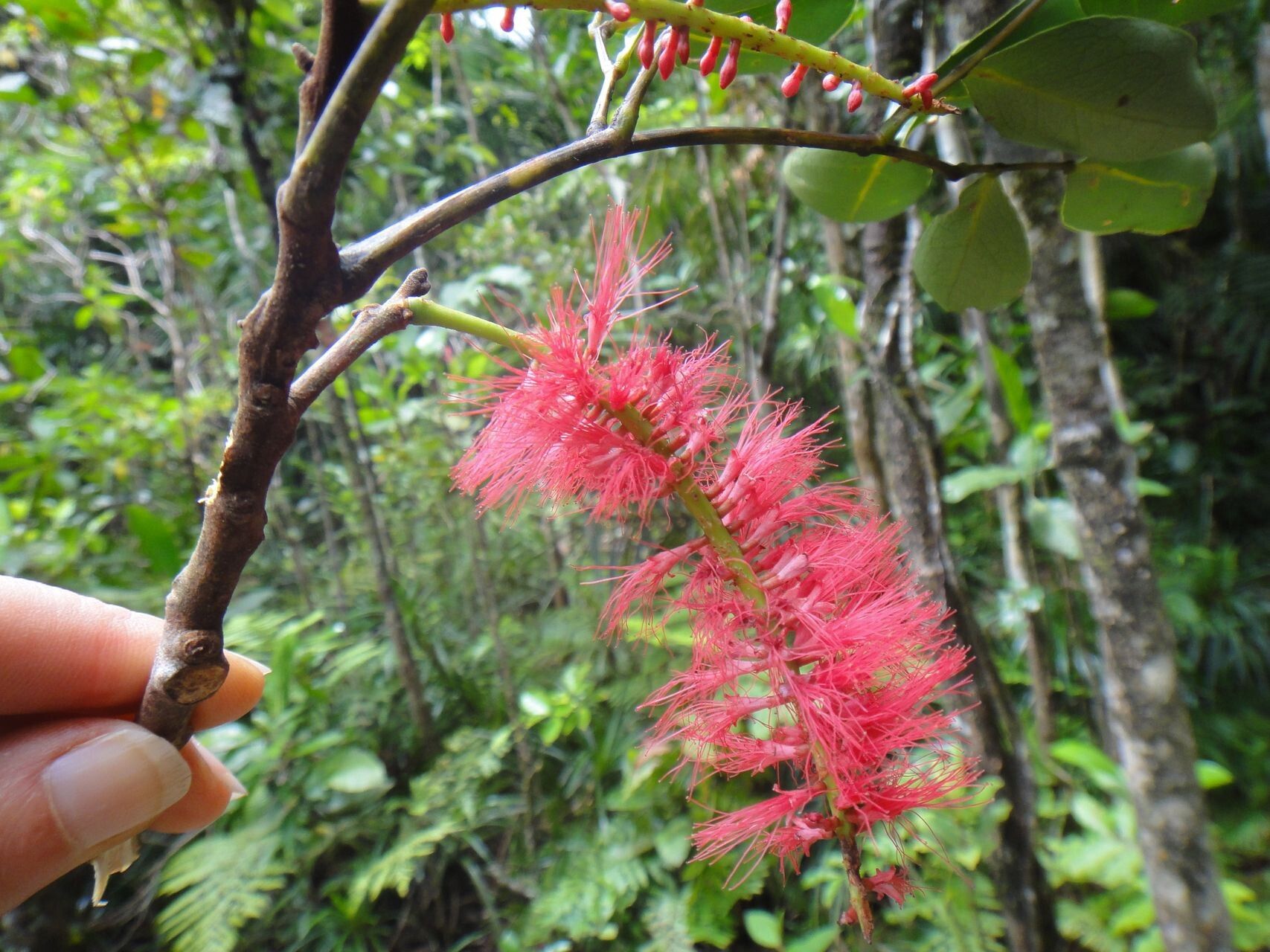 Archidendropsis fulgens flower