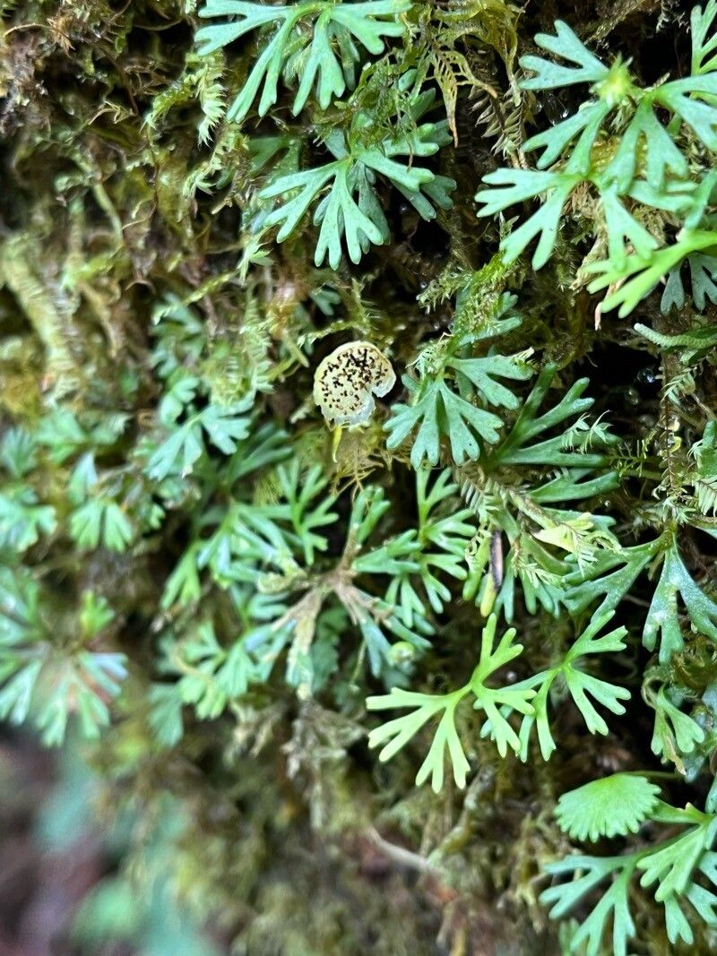 Elaphoglossum peltatum — search result for 'Panama'