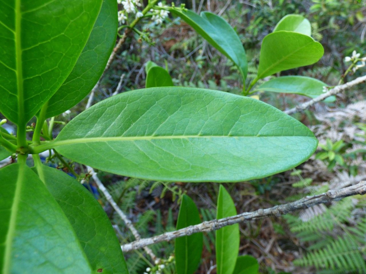 Chionanthus broomeanus