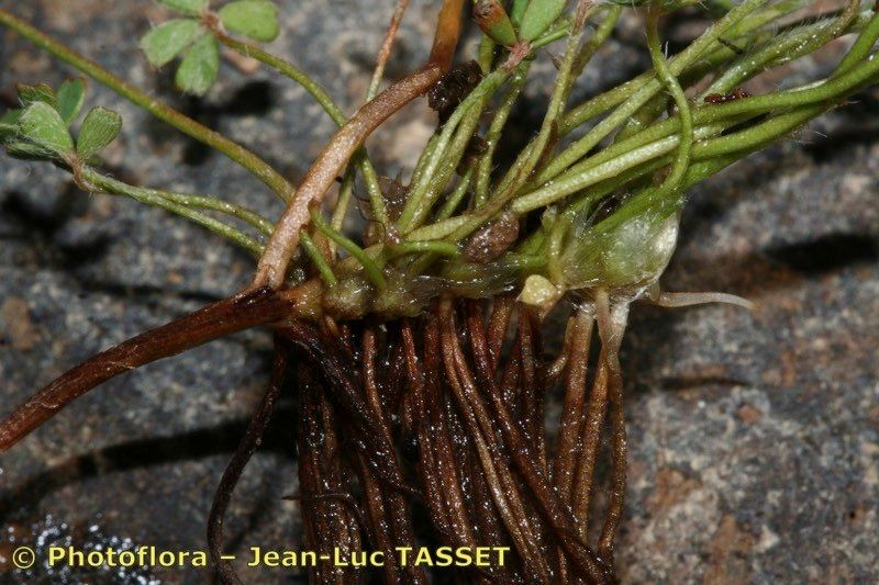Marsilea batardae bark