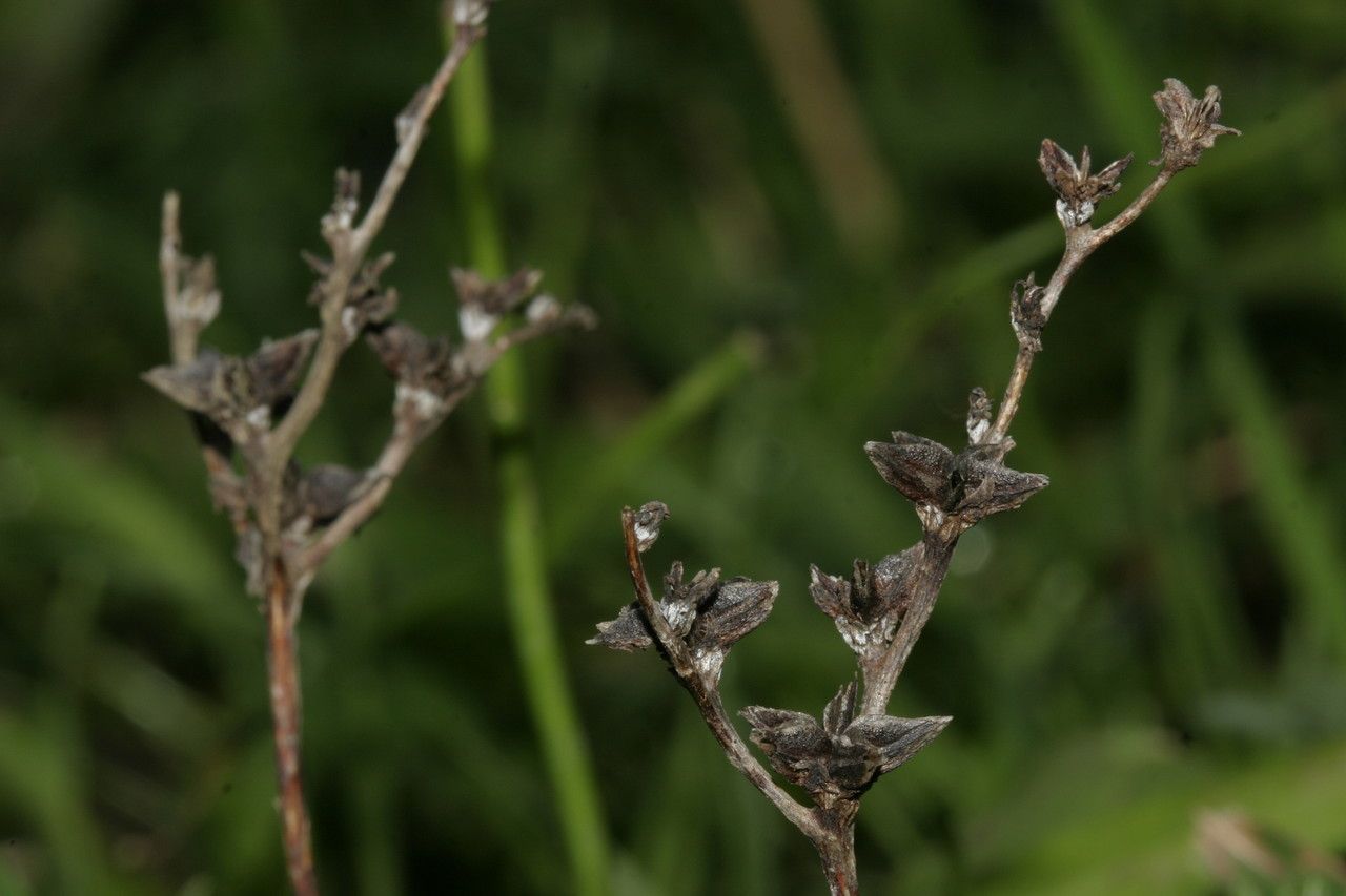 Sedum tuberosum fruit