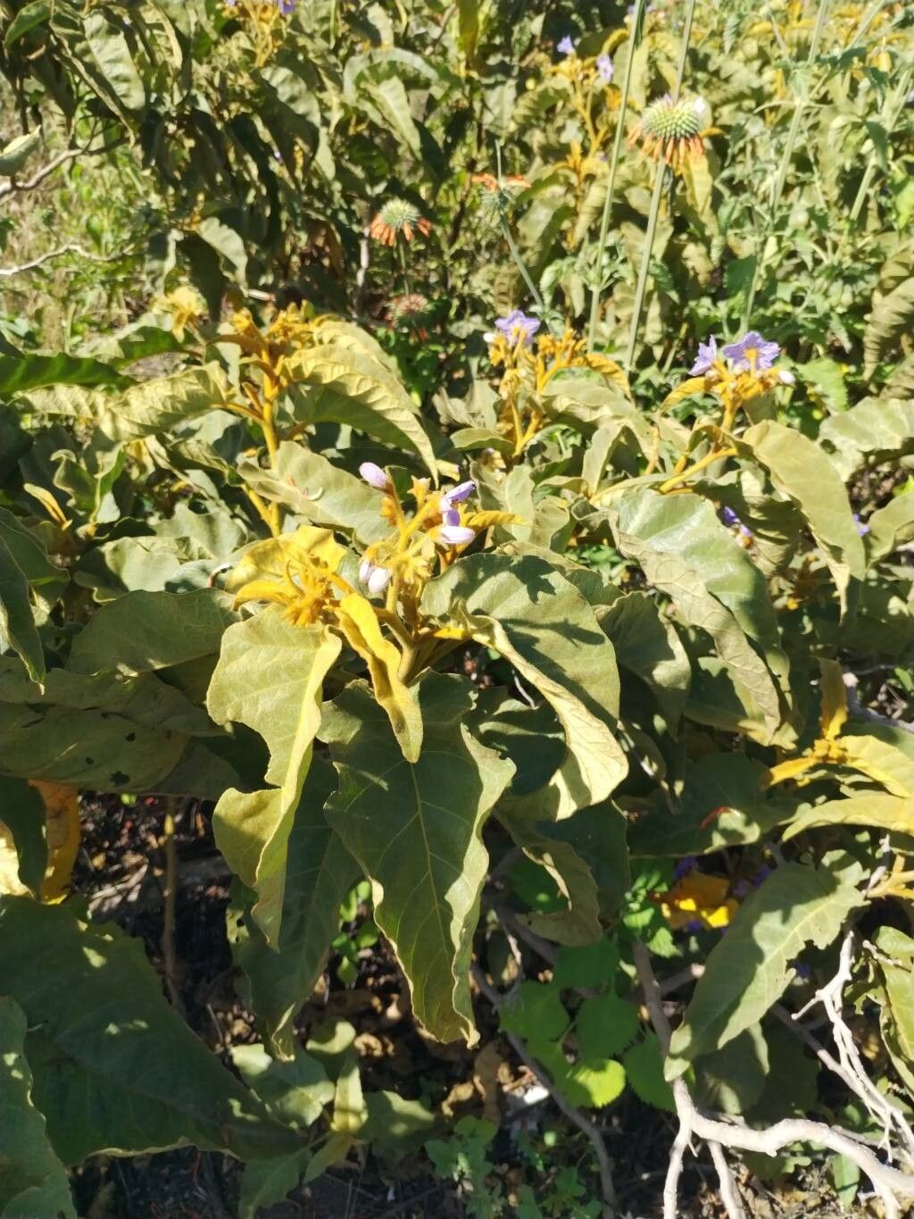 Solanum glutinosum leaf
