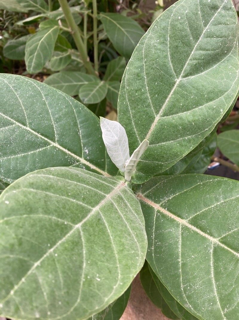 Calotropis gigantea — search result for 'Apocynaceae'
