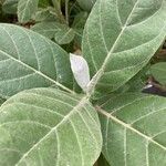 Calotropis gigantea