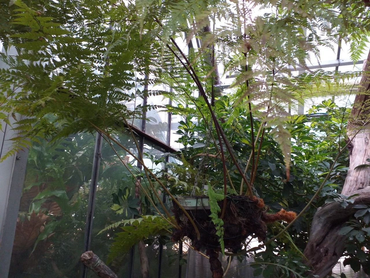 Davallia formosana — search result for 'Davallia'