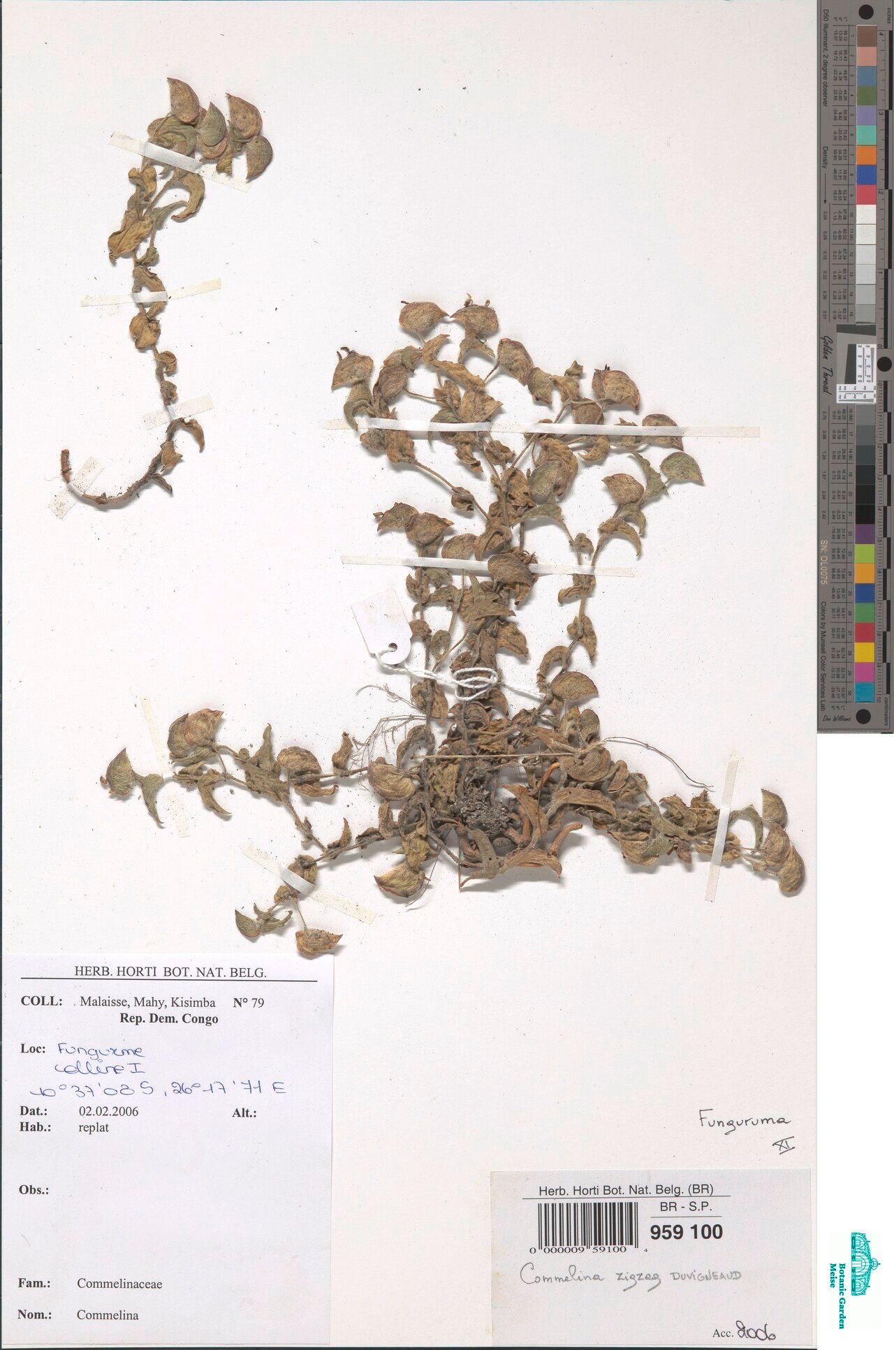 Commelina zigzag — search result for 'Commelina'