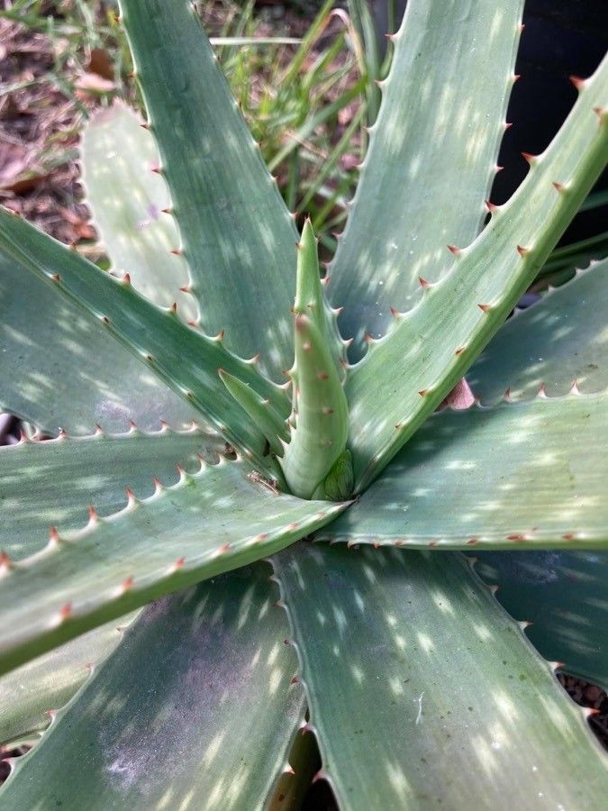 Aloe swynnertonii — search result for 'Tanzania'