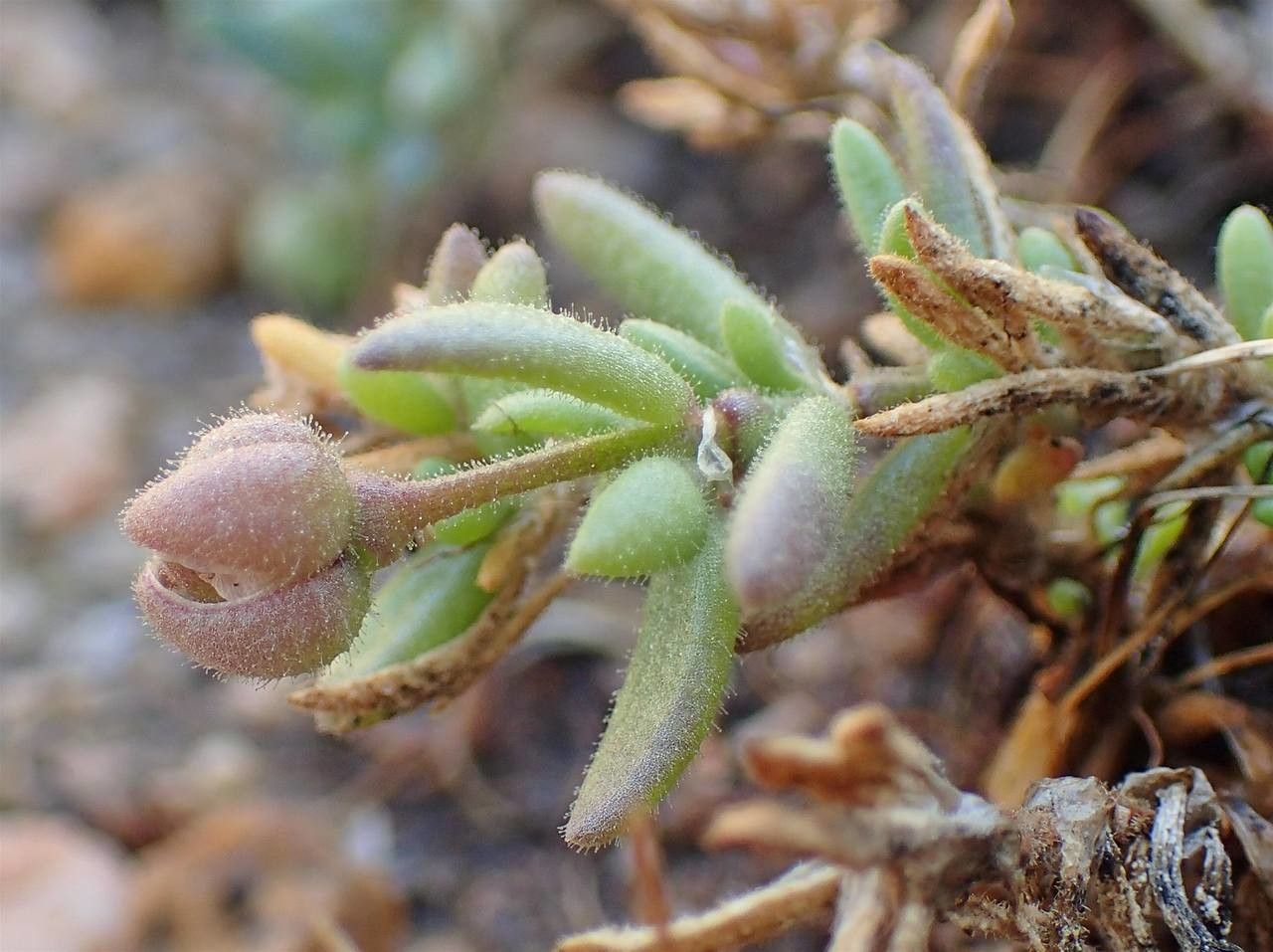 Spergula macrorrhiza habit