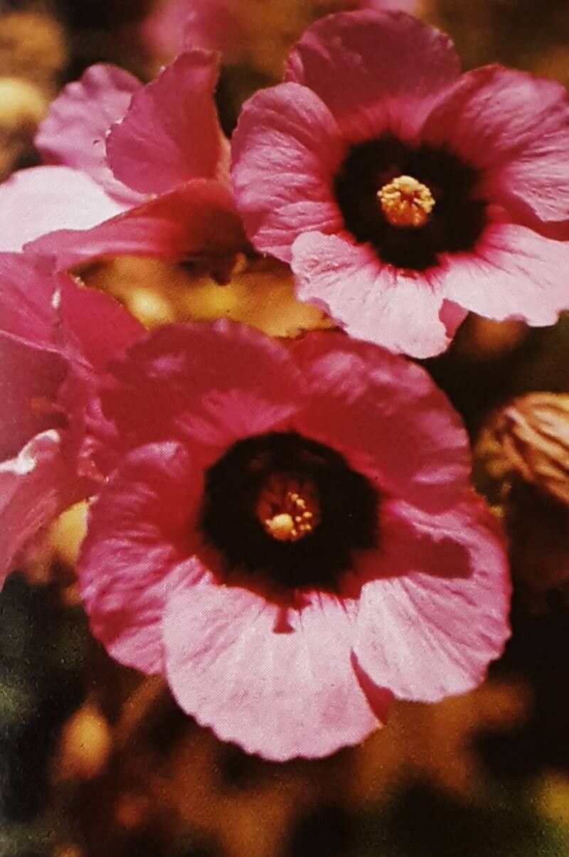 Radyera farragei — search result for 'Hibiscus'