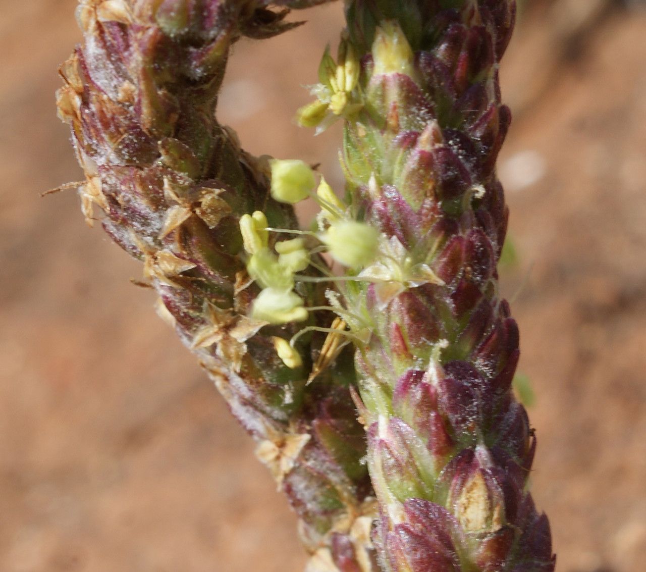 Plantago serraria flower