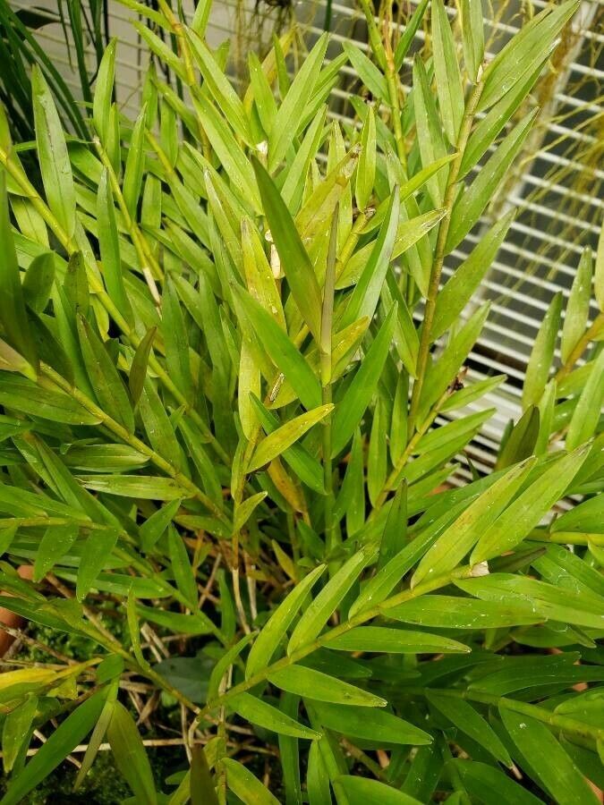 Isochilus carnosiflorus — related species from the same genus