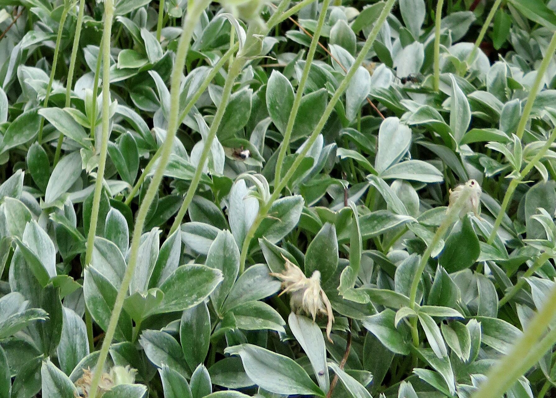 Potentilla apennina leaf