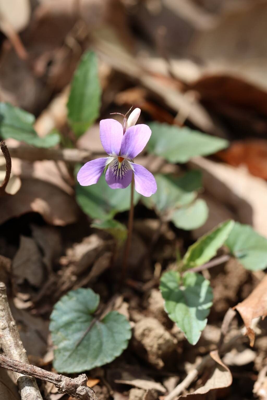 Viola ovato-oblonga — houseplant care guide