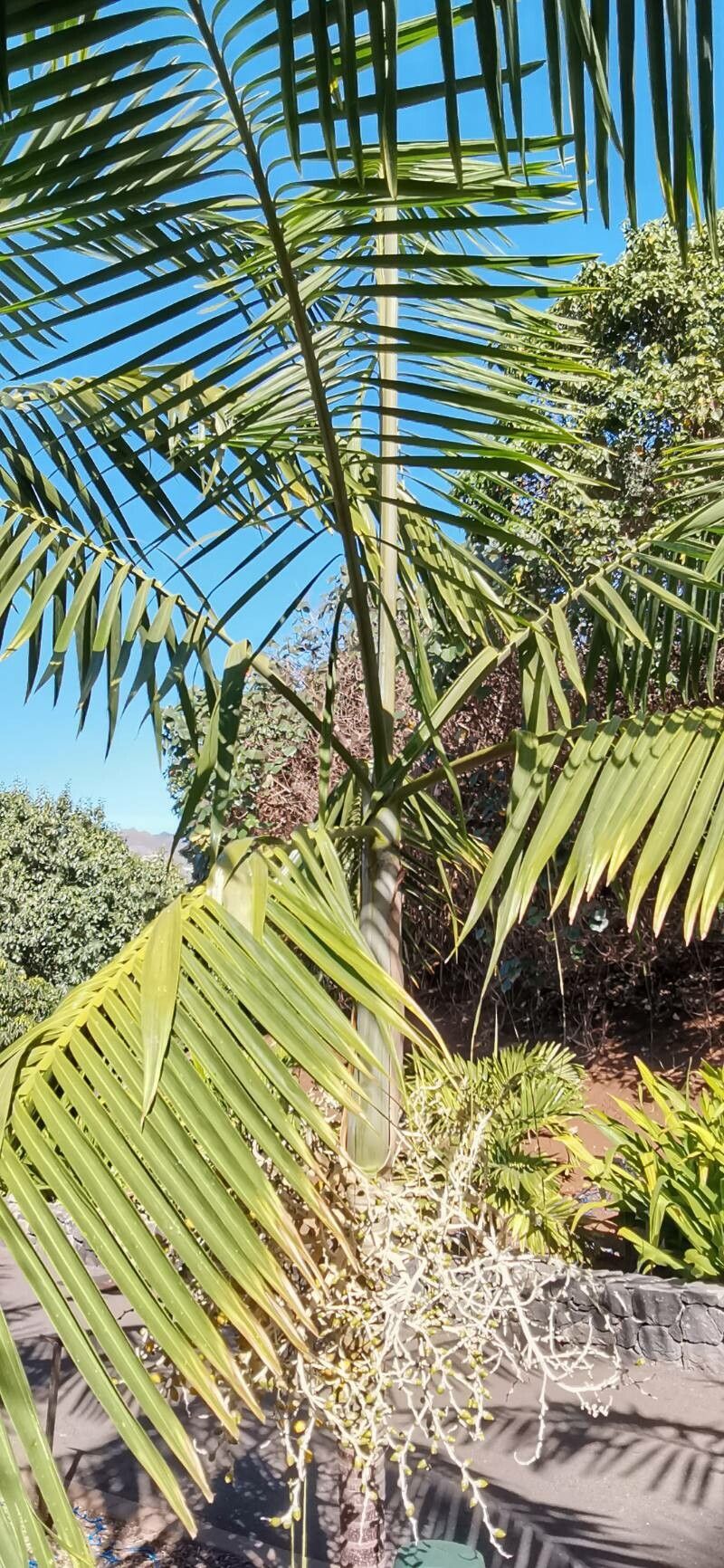 Veitchia metiti habit