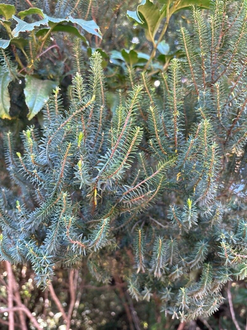 Erica platycodon — search result for 'Platycodon'