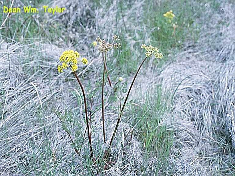 Lomatium vaginatum — houseplant care guide