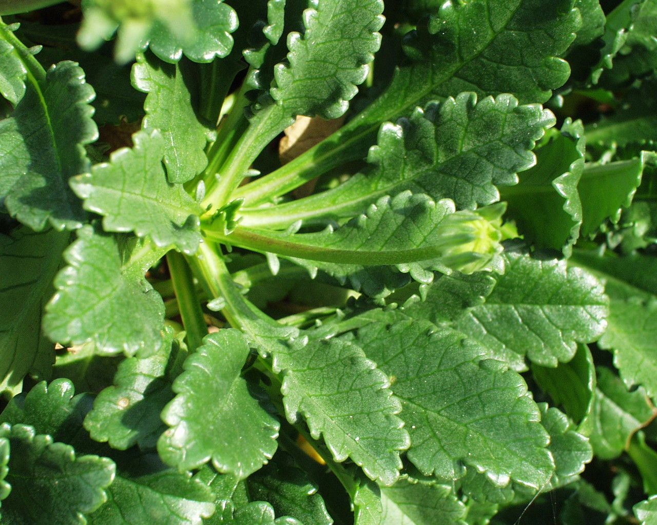 Sixalix farinosa leaf