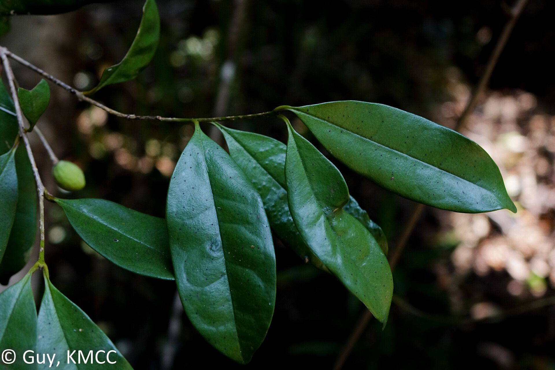 Noronhia gracilipes — search result for 'Noronhia'