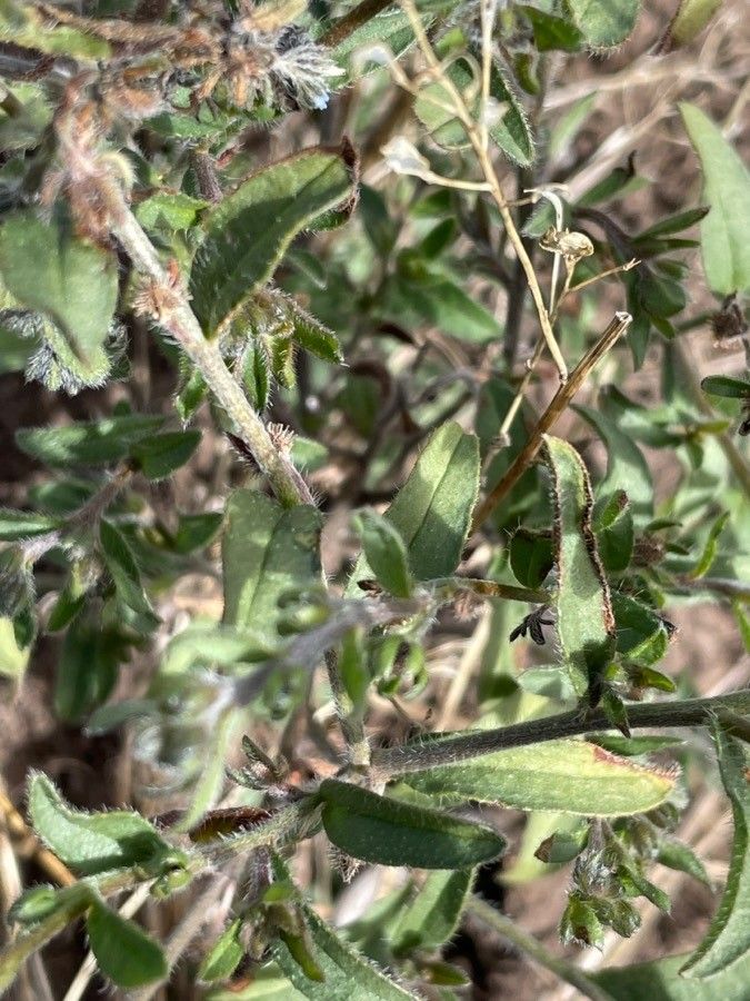 Lappula squarrosa — houseplant care guide