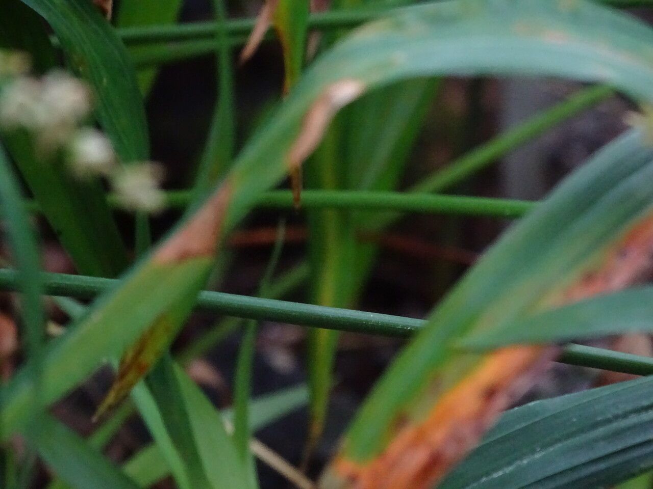 Cyperus mindorensis bark