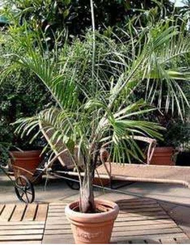 Kentiopsis pyriformis — related species from the same genus