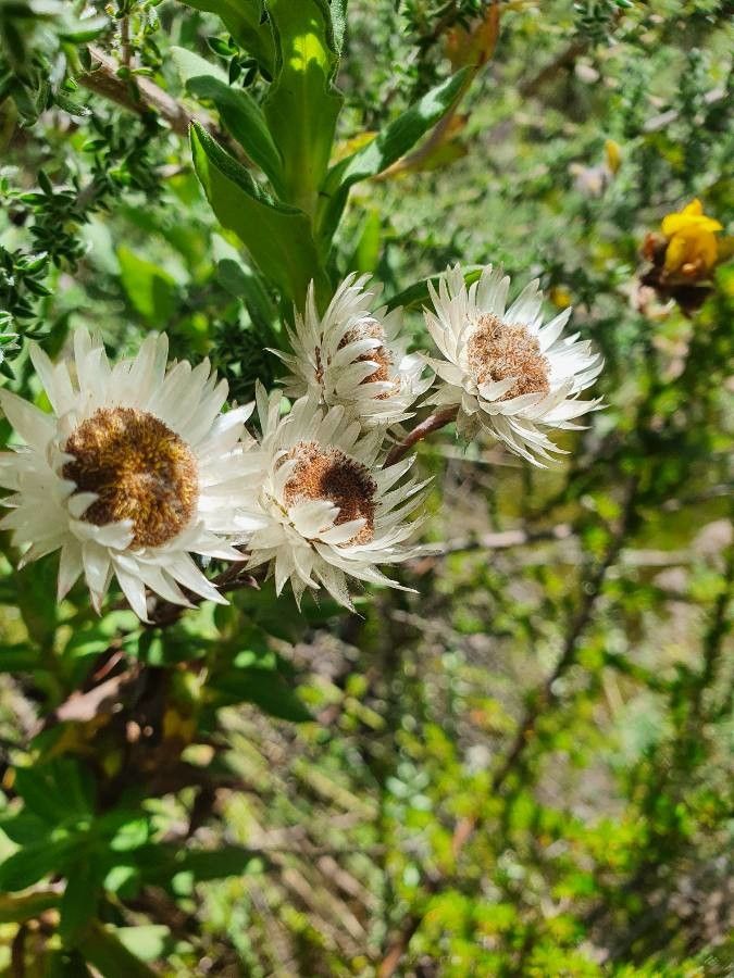 Helichrysum formosissimum flower