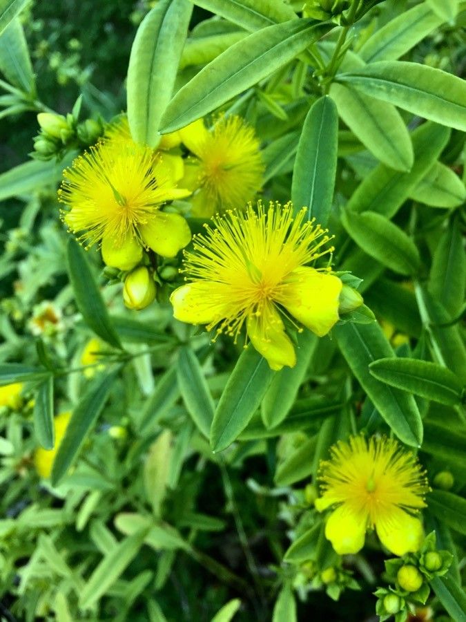 Hypericum kalmianum flower
