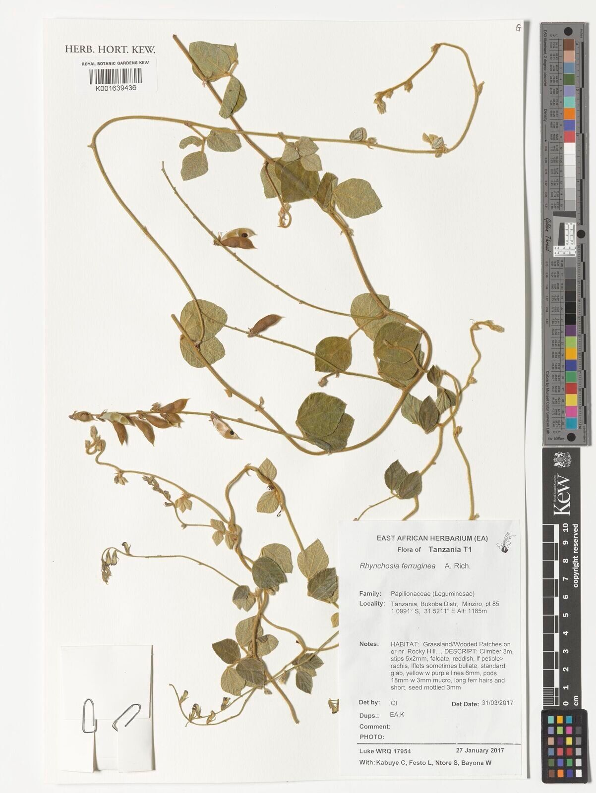 Rhynchosia ferruginea — houseplant care guide