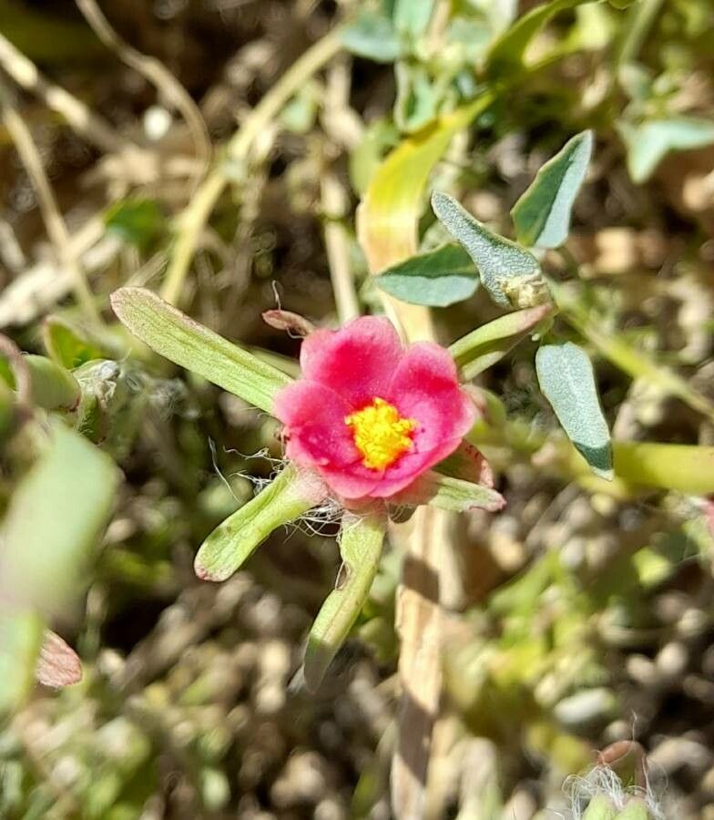 Portulaca cryptopetala flower