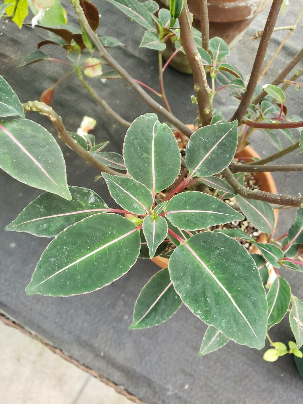 Impatiens morsei — houseplant care guide