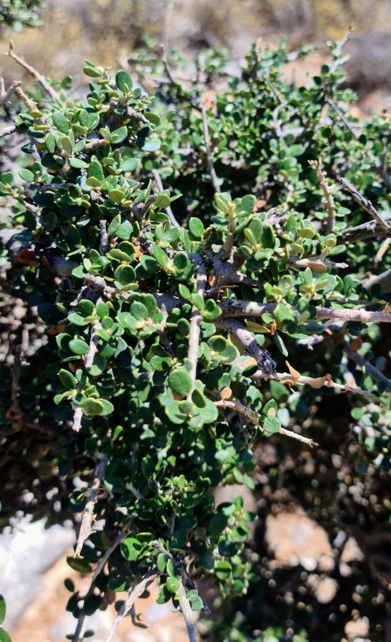 Cotoneaster nummularius — houseplant care guide