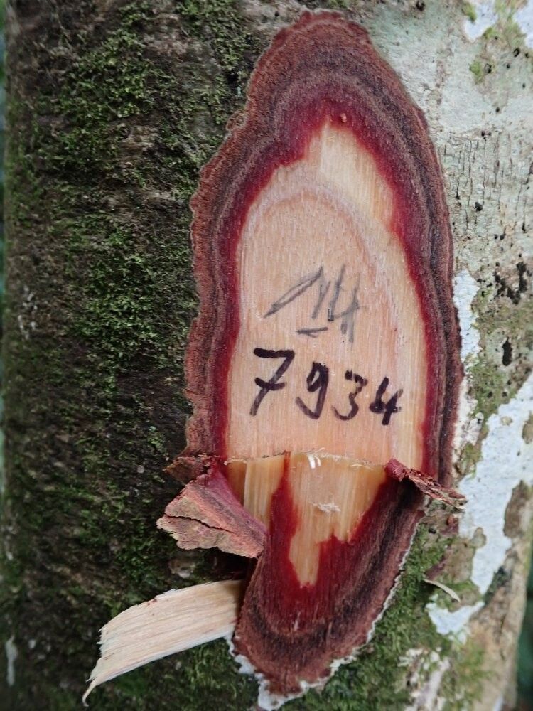 Cleistanthus zenkeri — houseplant care guide