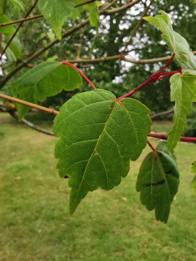 Acer stachyophyllum leaf