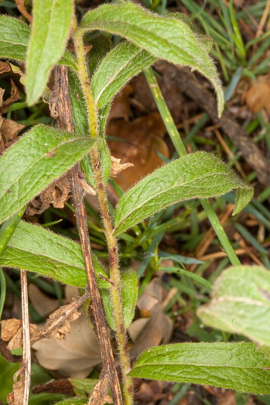 Inula hirta — search result for 'Inula'