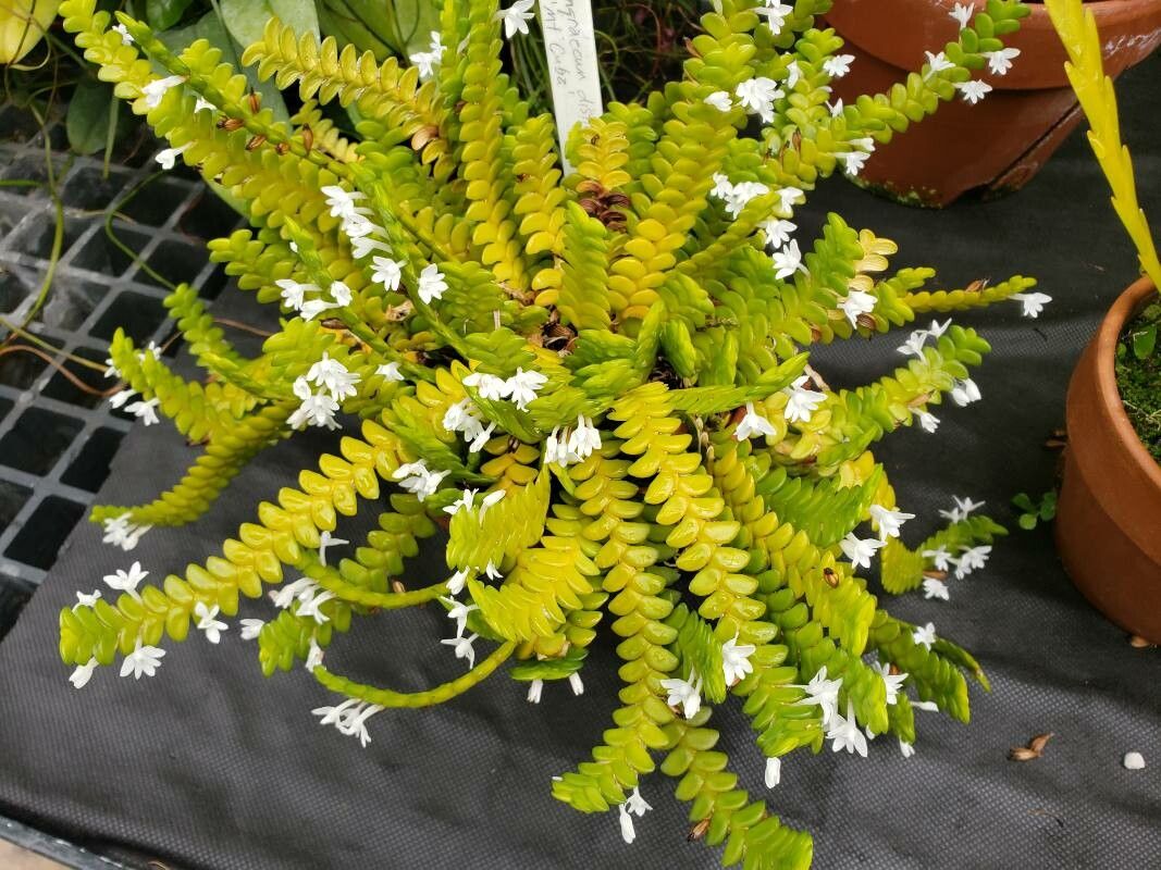 Angraecum distichum habit