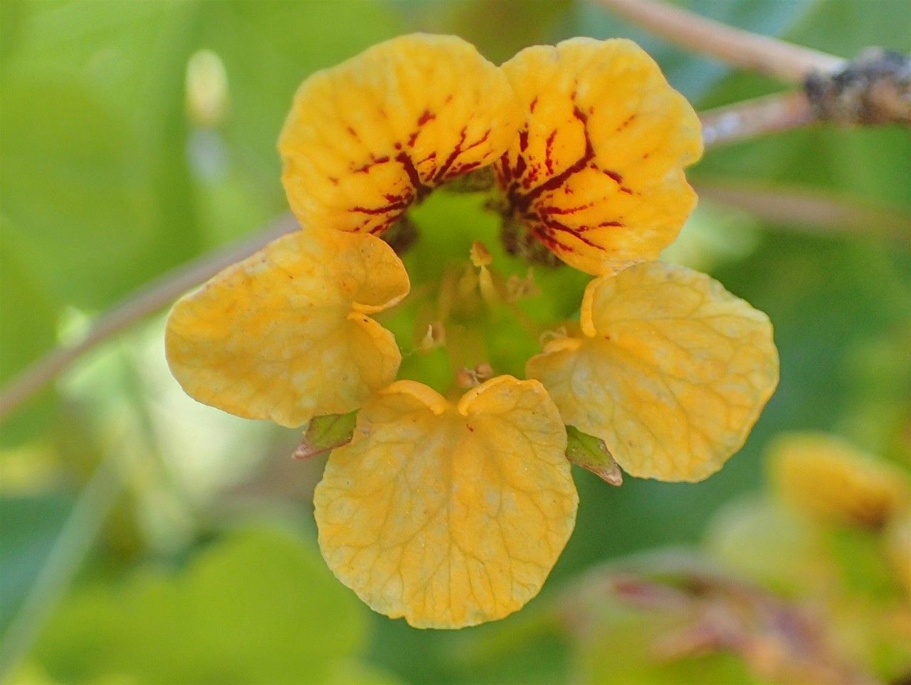 Tropaeolum ciliatum flower