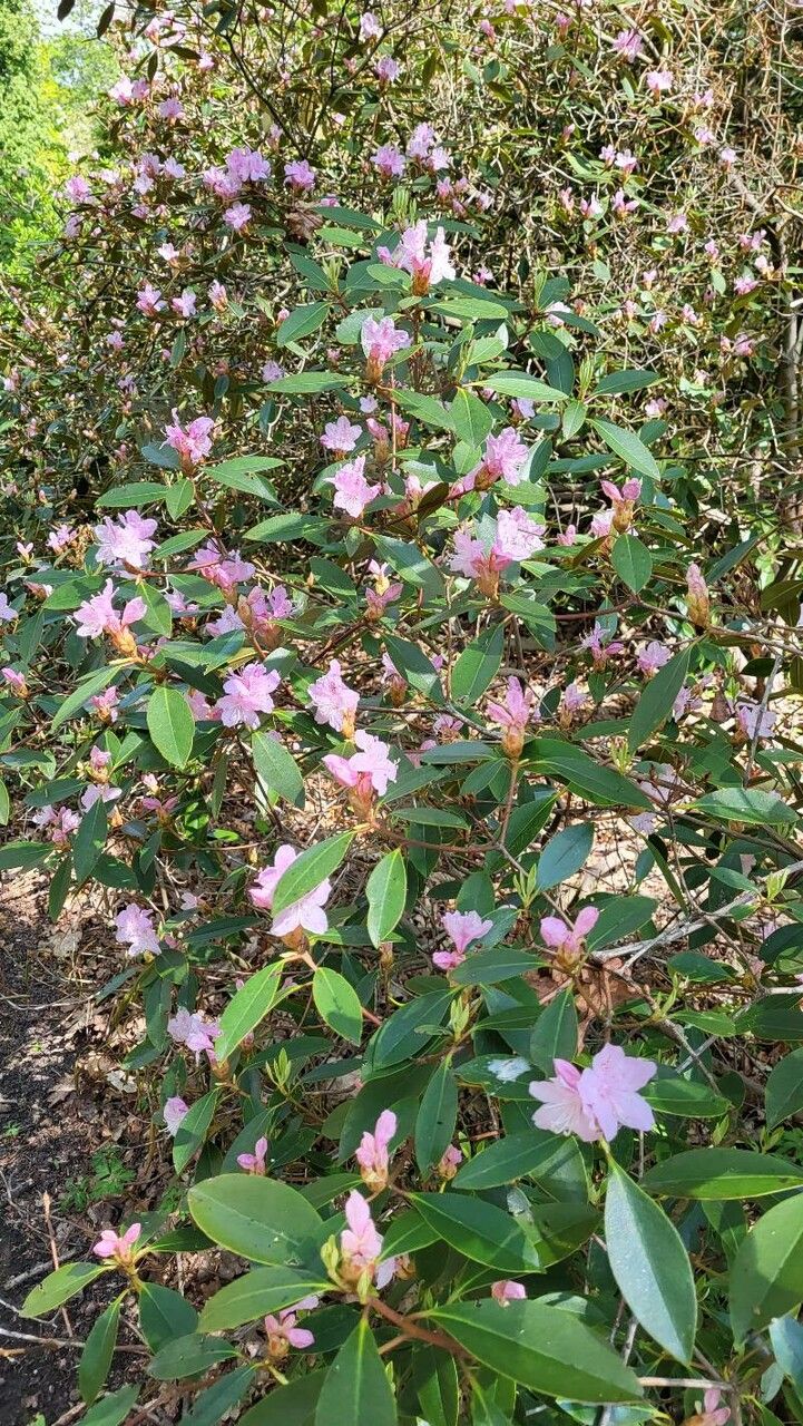 Rhododendron minus habit