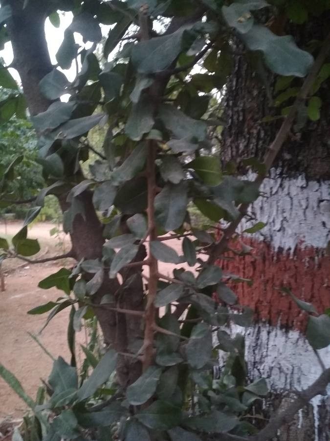 Manilkara hexandra — search result for 'Cambodia'