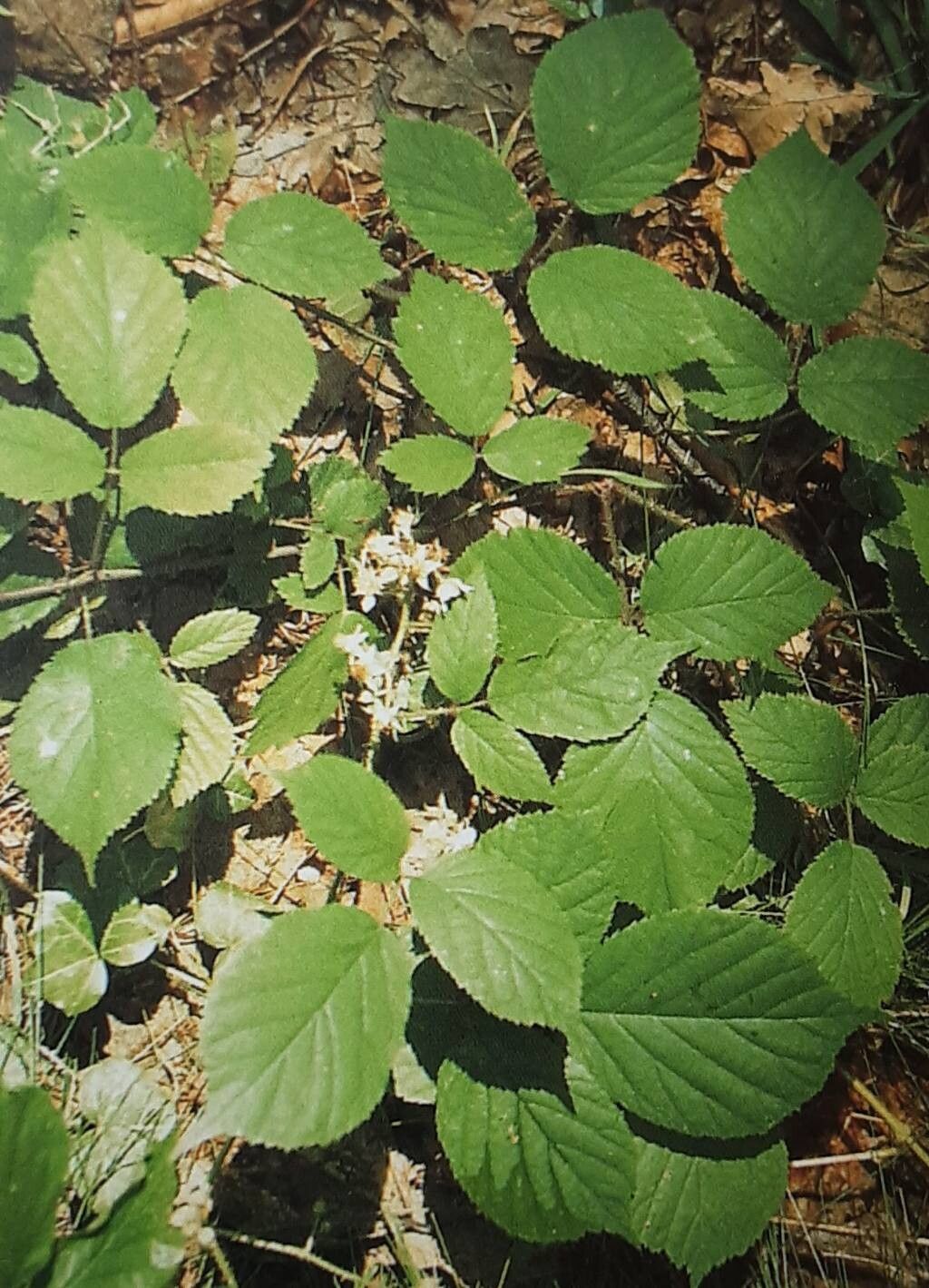 Rubus guentheri — houseplant care guide