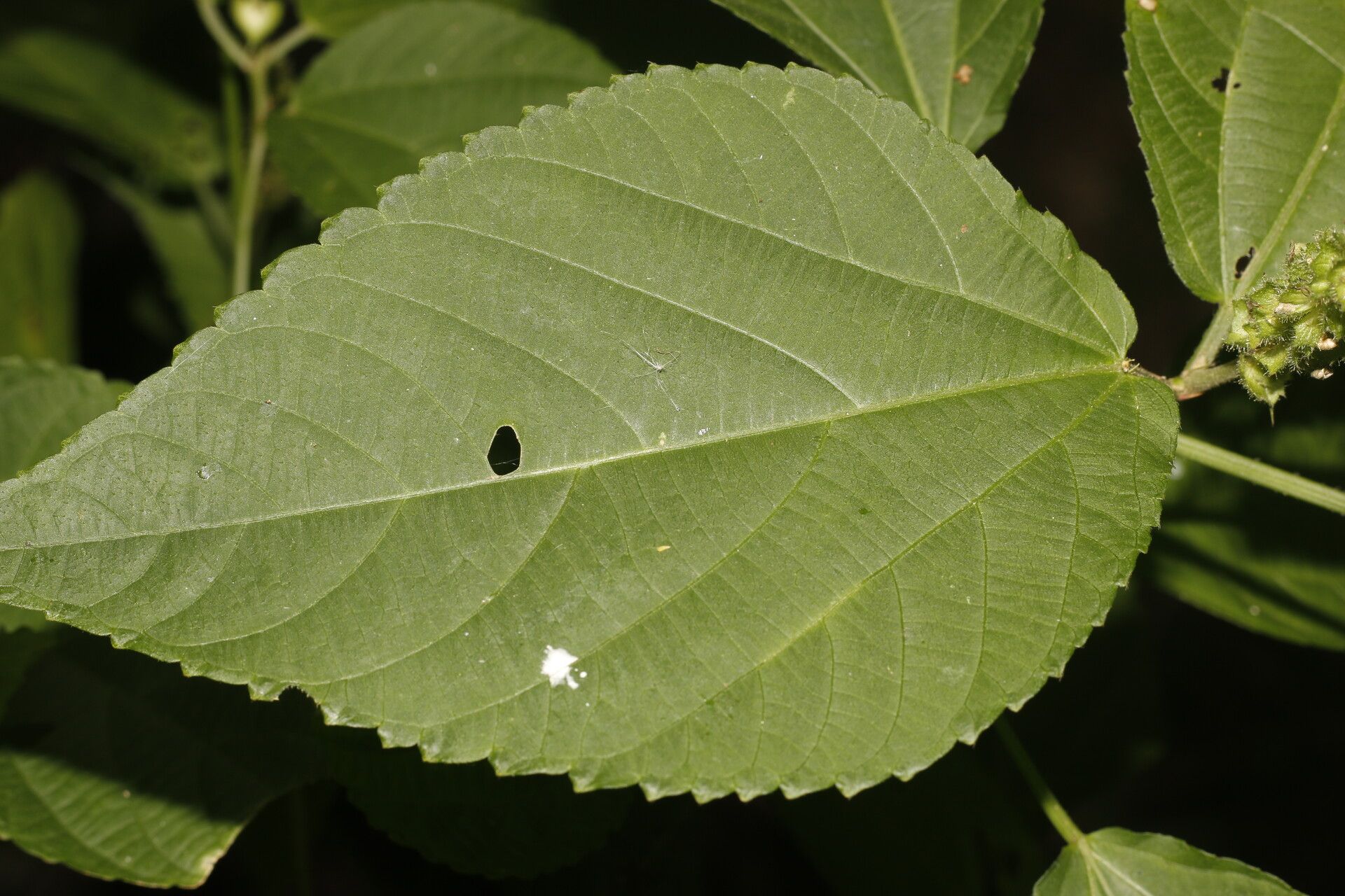 Acalypha schiedeana leaf